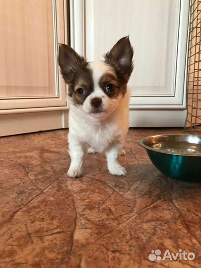 Мальчик д.ш чихуахуа