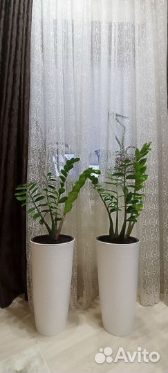 Замиокулькас