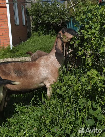 Англо нубийские козы