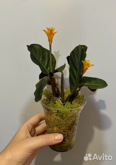 Калатея кроката