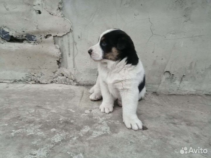 Отдам щенка в добрые руки