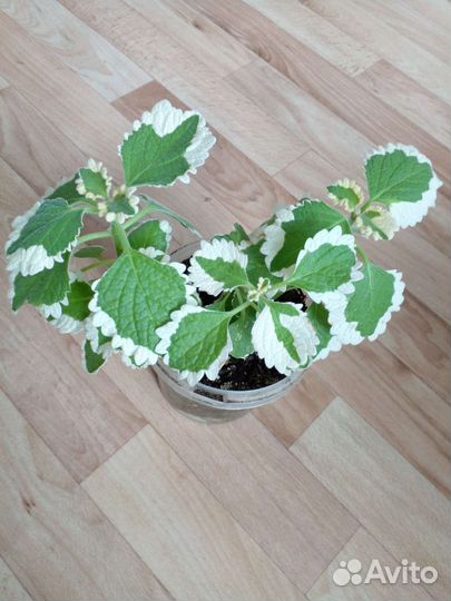 Комнатные цветы