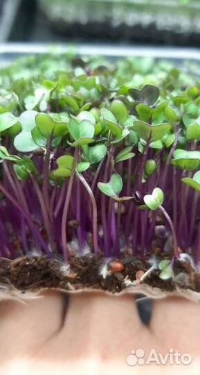 Микрозелень растущая