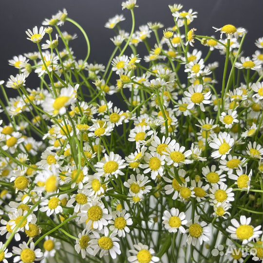 Ромашки матрикария