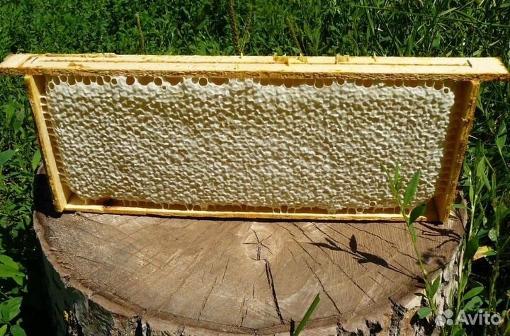 2024 Мёд натуральный алтайский опт