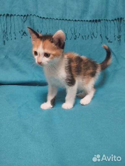 Котенок девочка Гэрри