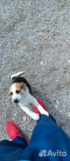 Щенки в дар