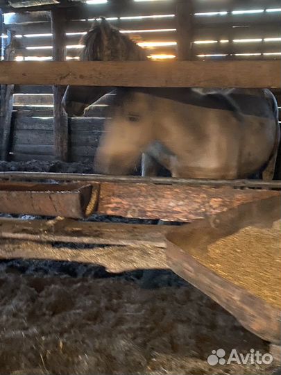 Лошади с откорма