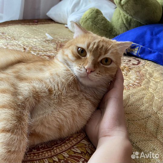 Отдам кота в добрые ручки, котик добрый