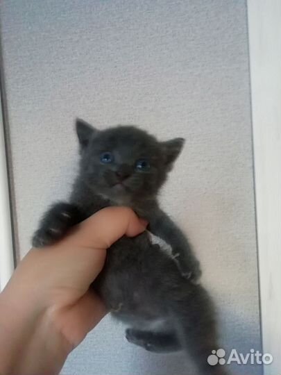 Отдам котят