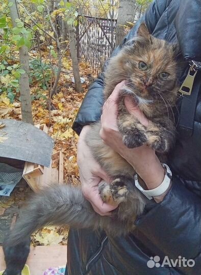 Пестренькая