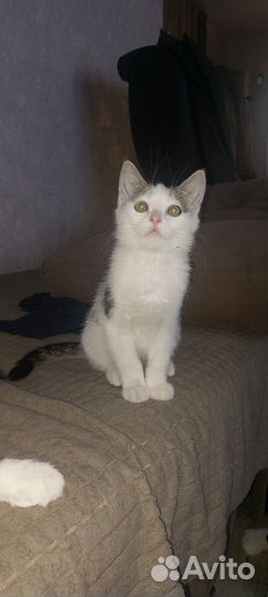 Котенок