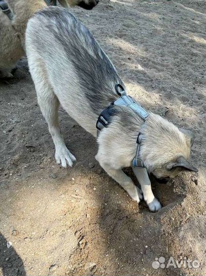 Щенки овчарки в добрые руки метис