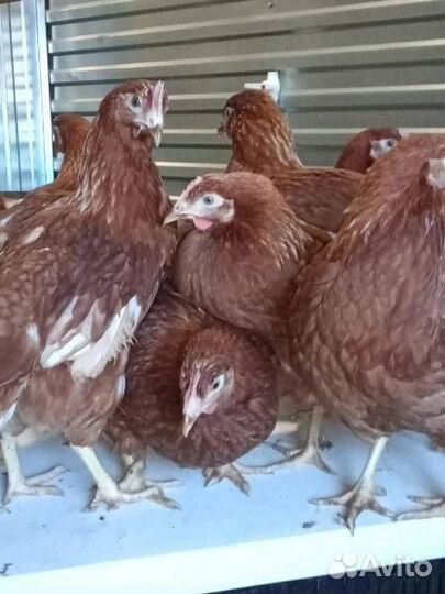 Куры Несушки