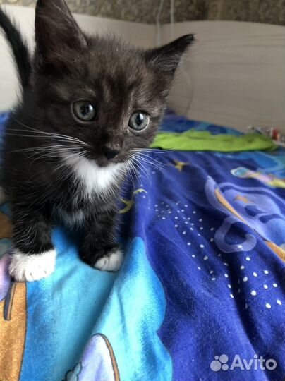 В добрые руки