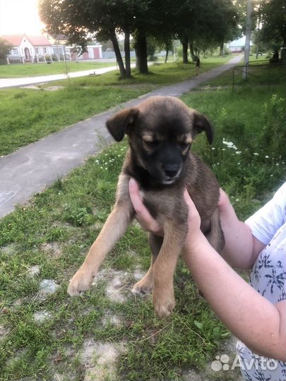 Щенки дворняжки в добрые руки