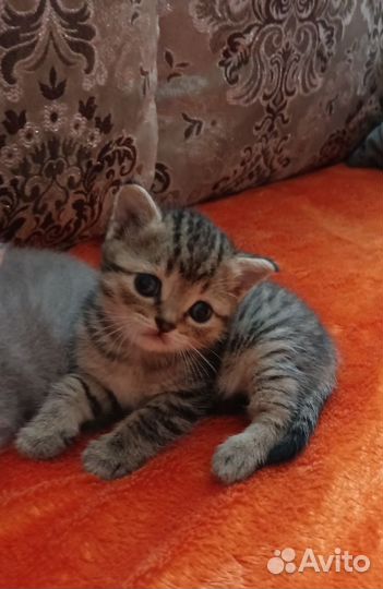 Отдам кошечку