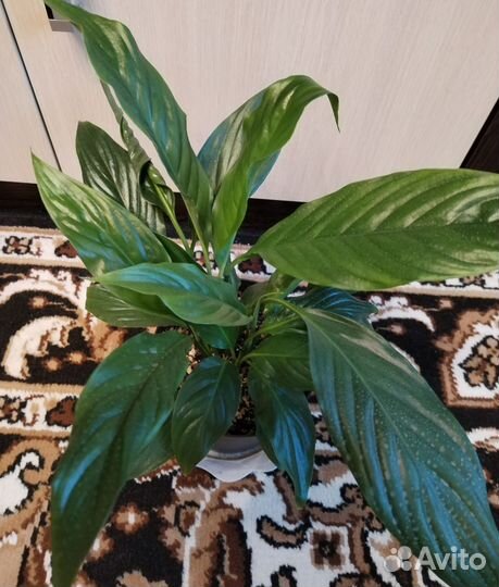 Спатифиллум Беллини