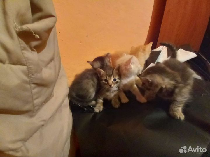 Кошка в дар бесплатно