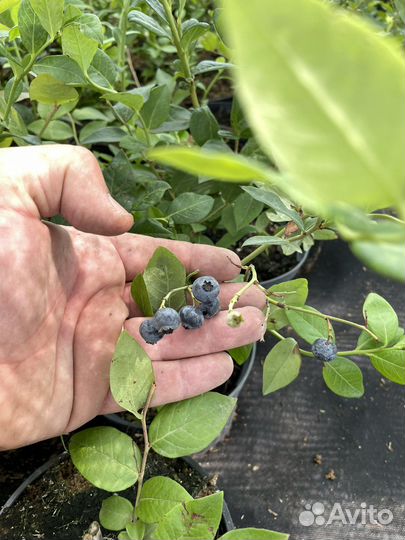 Саженцы голубики