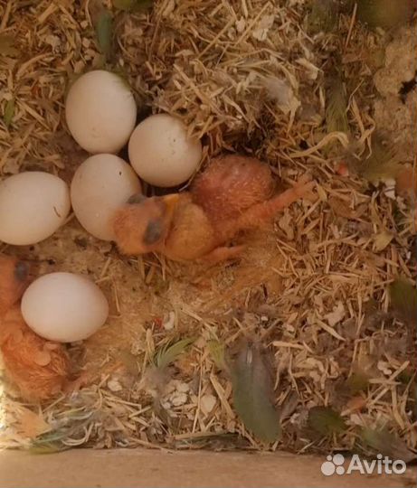 Птенцы самой милой в мире пары неразлучников