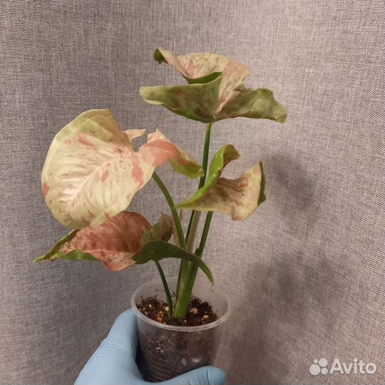 Сингониум конфетти