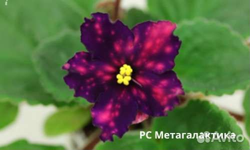 Фиалки цветущие в горшке