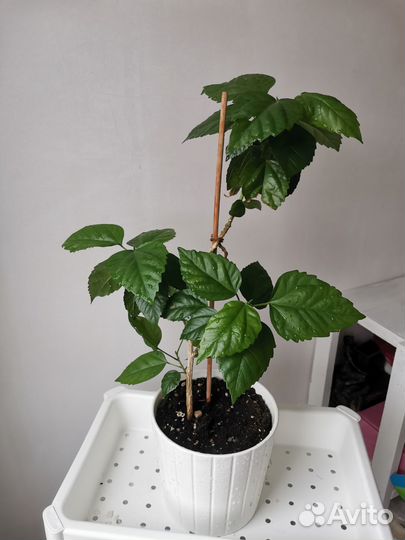 Комнатные цветы Гибискус китайская роза