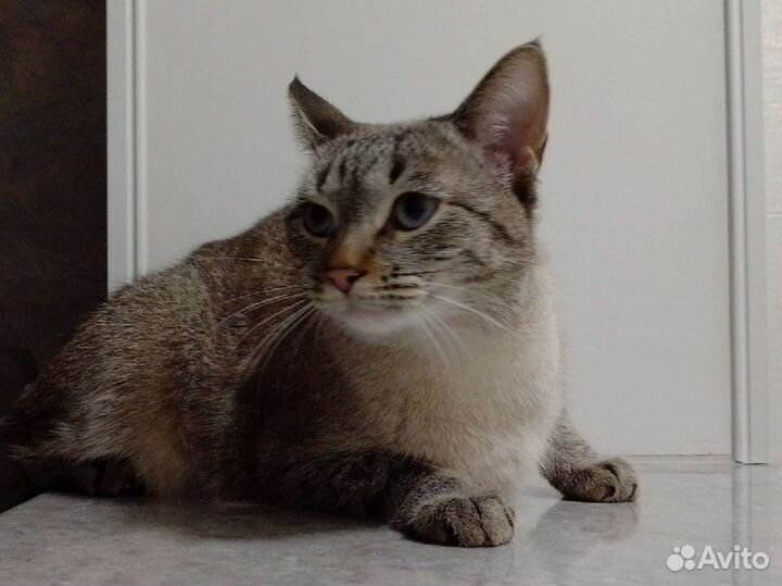 Кот на половину тайский