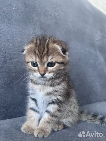 Шотландская вислоухая девочка