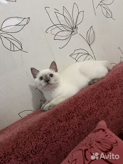 Котенок