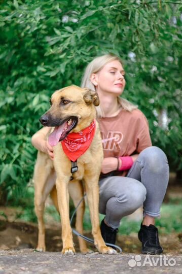 Трусливой собаке из приюта нужна любовь и забота