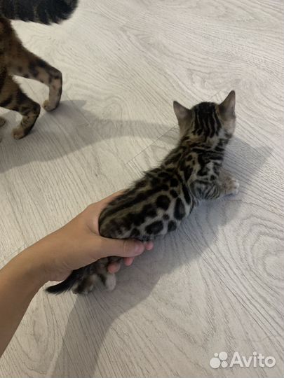 Бенгальские котята