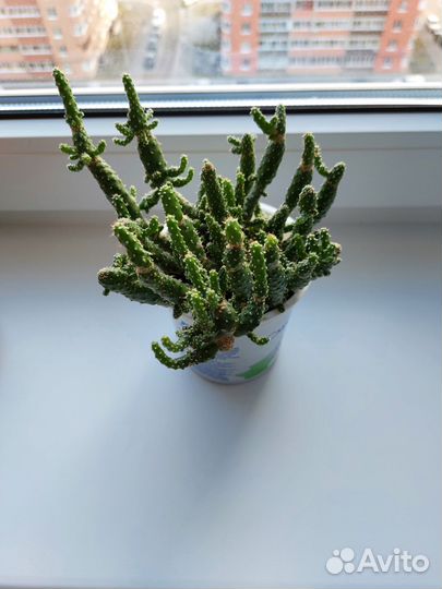 Опунция Туна Монстроза