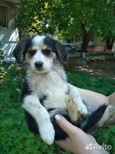 Маленькая собака в добрые руки