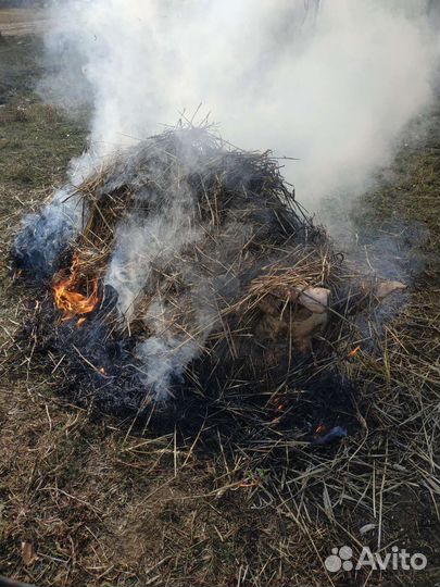 Свинина домашняя