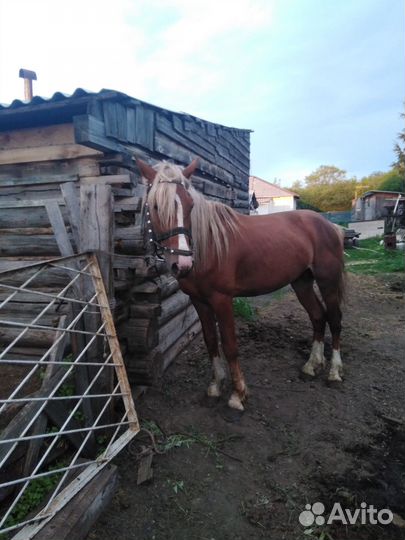 Продам жеребца