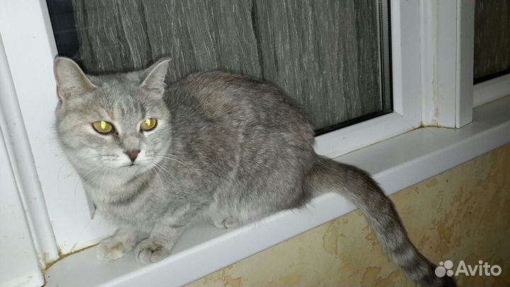 Благородная кисуля