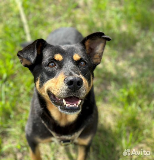 Самый добрый пёсик на свете грустит в приюте