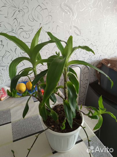 Цветок золотой ус