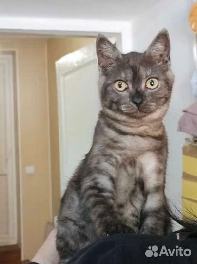 Роскошная дама в поисках дома