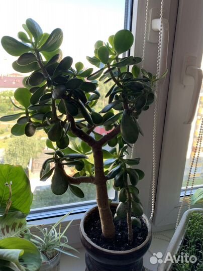 Толстянка домашний цветок