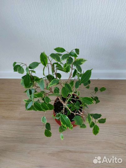 Фикус бенджамина пестролистный Кинки