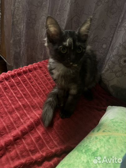 Котята мейн-кун