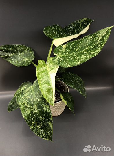 Имбе Вайт Марбл