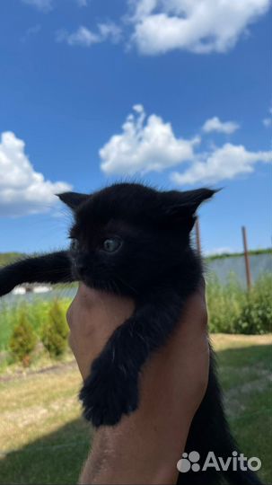 Котята в добрые руки бесплатно