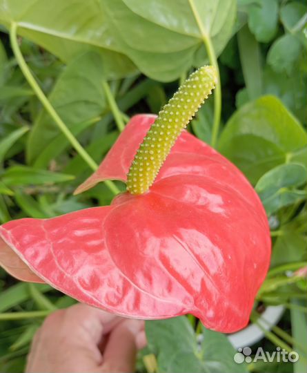 Антуриум розовый