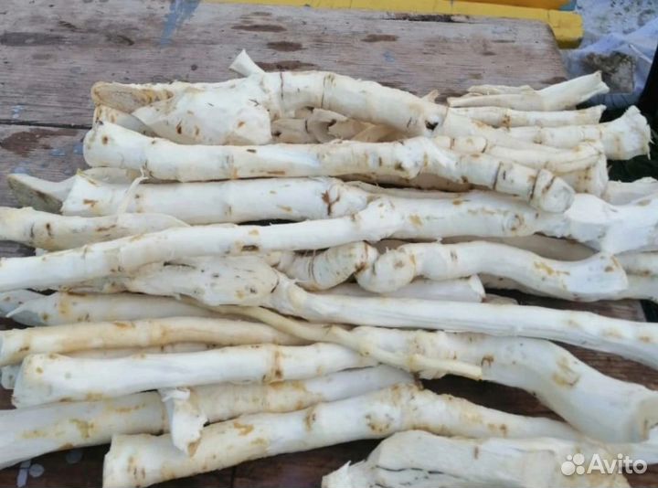 Продам корень хрена