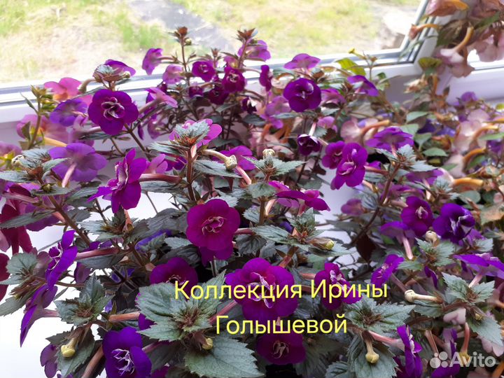 Ризомы ахименесов почтой