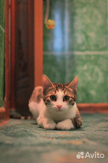 Молодая кошка(по договору)